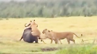 A pride of lions attacked and killed a buffalo.