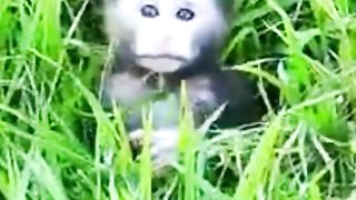Baby monkey looking for his mother who left