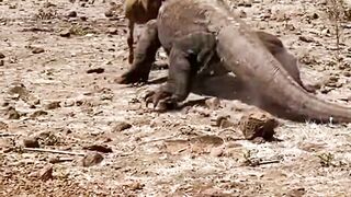 Komodo+dragons+have+60+razor-sharp+teeth