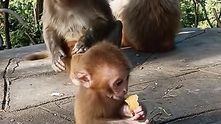 what do little monkeys eat?