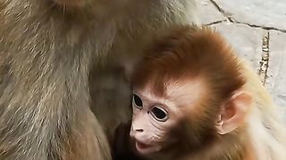 cried the mother of the monkey child