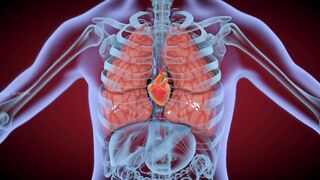 Human Heart Anatomy And Physiology _ How Human Heart works_ (3D Animation)