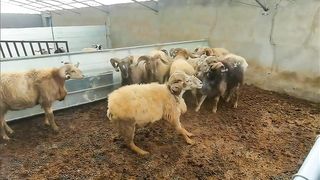 sheep's head fight