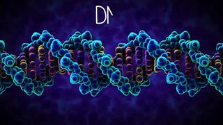 The Structure of DNA