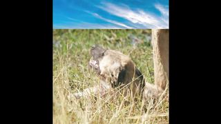 Lionesses do not like strangers in their territory. They caught and killed african wild dog.