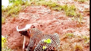 The warthog, attacked by leopard, remained handsome.