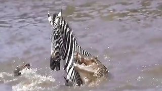 Will the Zebra escape the Crocodiles?