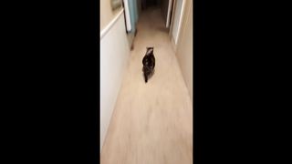 FUNNY CATS COMPILATION