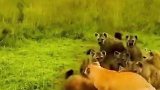 A group of lionesses came to the rescue of a lioness who was attacked by a pack of hyenas.