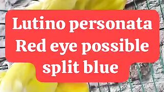 4 PEICE PARBLUE SPLIT INO