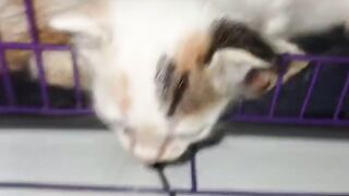 ANAK ANAK LABU