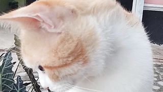 Kucing galau