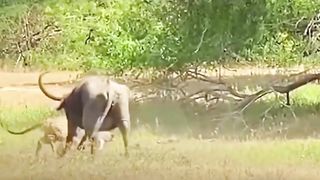 The mother saved the Calf by risking her life.