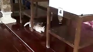 Viral nyoblos diam diam