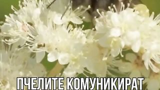 10 ФАКТА ЗА ПЧЕЛИТЕ