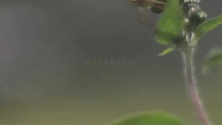 Video Short