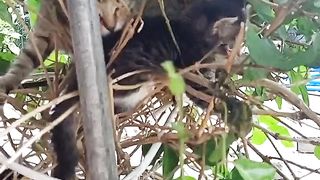 Kucing bermain