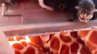 Amazing video