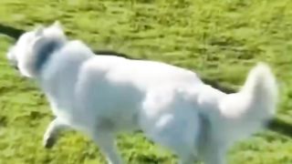 Funny animal dogs United #drole vidéo