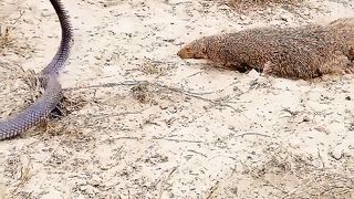 KING COBRA VS MONGOOSE