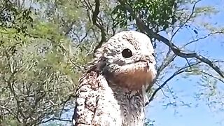 Rare encounter with a Potoo, also known as the American Ghost Bird
