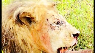 The liong king was defeated by 3 lions.