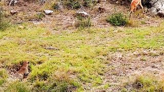 The leopard stalked and attacked the deer