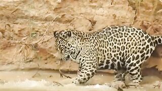Jaguar vs anaconda