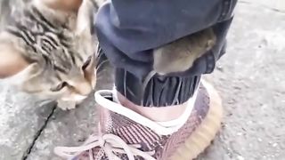 The mouse deftly hid from the cat