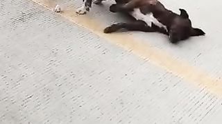 Perros