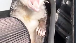 An uninvited guest under the hood