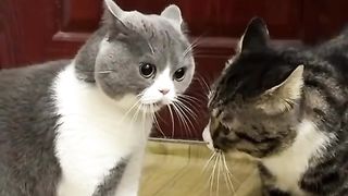 Who speaks cat language here