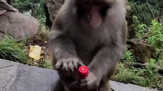 How does he even know how to flip the bottle top...
