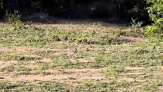 A leopard attacked a wild boar that was hiding in the bushes