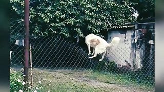 Funny dog