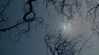 Art nature
