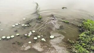Buaya