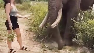 the elephant didn't like the insolence