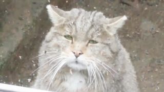 Ezhemesyachnye - Cat life