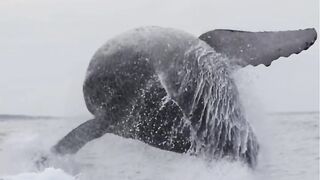 Greatest Humpback Whale