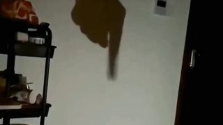 video cats and pets