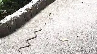 Snake chases lizard down pavement ????