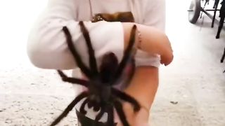 Brave Children Are Not Afraid of Big Spiders