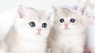 Cat cute