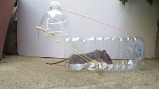 creative