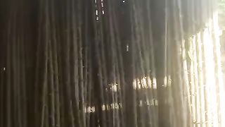 BIBIT SINGKONG (UBI KAYU)