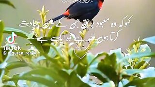 Qurani ayat# with Urdu translation,#