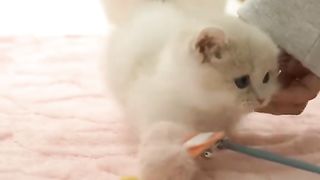 Cat fanny