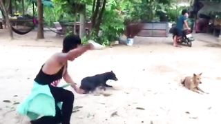 Troll prank Dog funny & fake lion and fake Tiger prank To dog & huge box prank to dog