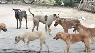 India The death of 21 stray dogs has left the police baffled